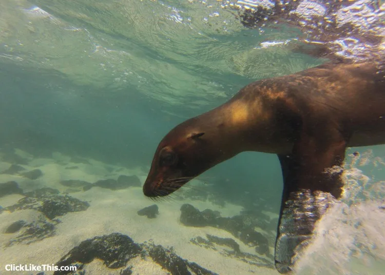 sea lion galapagos