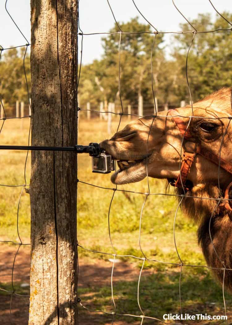 camel gopro selfie stick
