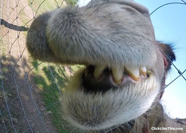 gopro-camel-smile