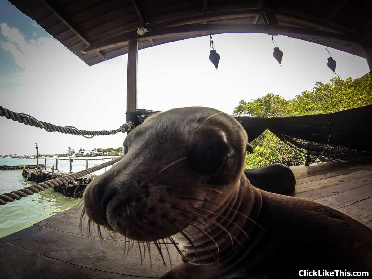 Galapagos-seal-best-side-posing-for-gopro