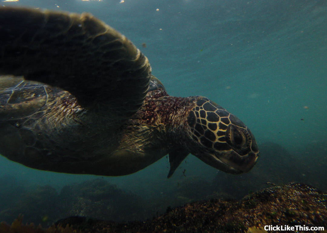 GoPro-photo-of-a-Galapagos-sea-turtle