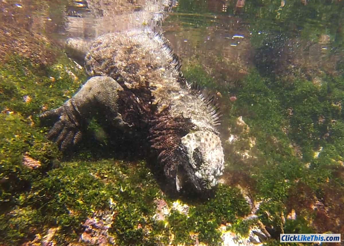 GoPro-marine-iguana-underwater-photo
