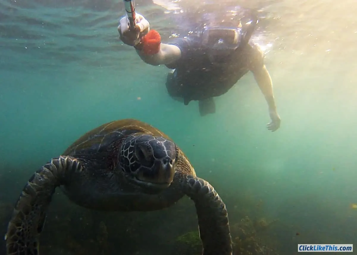 GoPro sea turtle selfie