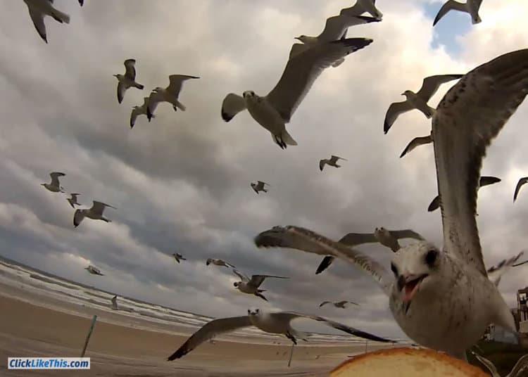 feeding flying seagulls