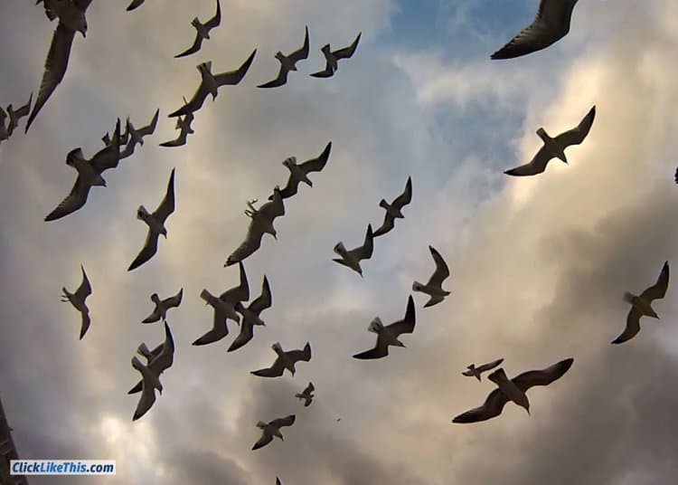 flock of seagulls gopro