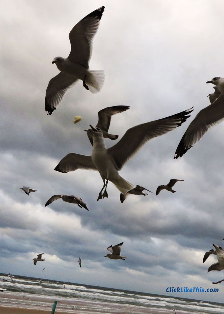 gopro seagulls flight