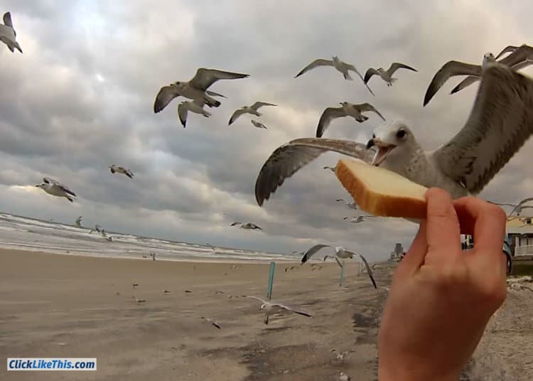 handfeeding seagulls