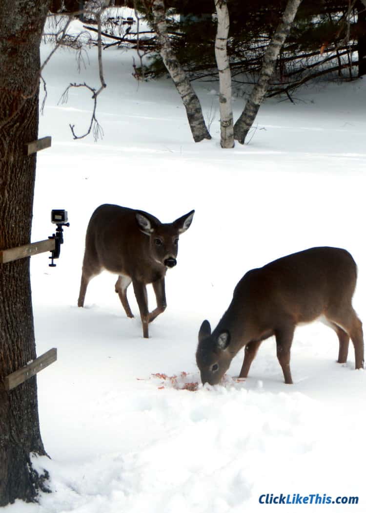 deer camera gopro