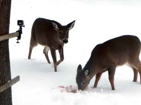 How to Make a Deer Camera with a GoPro: Settings, Tips, Mounts