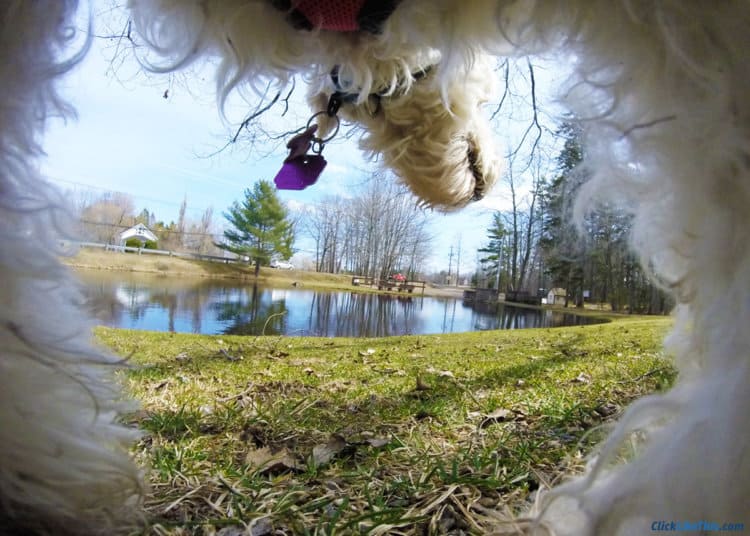 GoPro-Fetch-Dog-Harness-mount