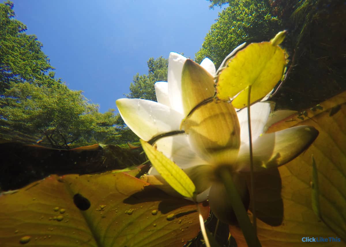 Hero4 Silver underwater water lily photo
