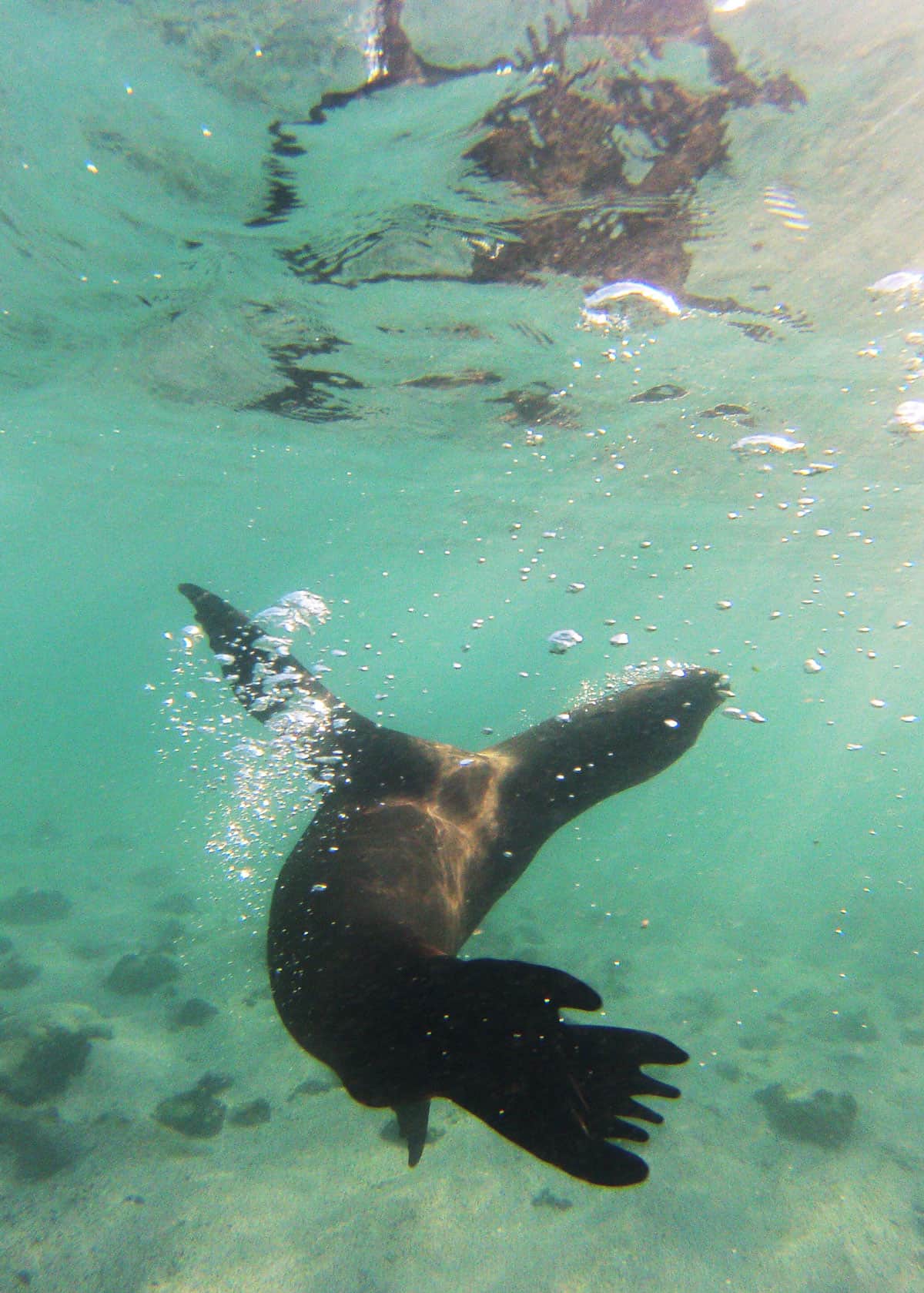 GoPro snorkel guide wildlife