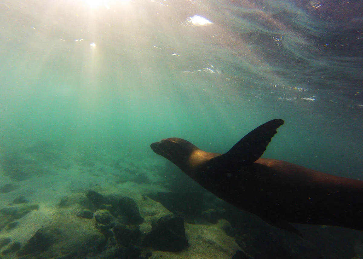 GoPro snorkel with wildlife