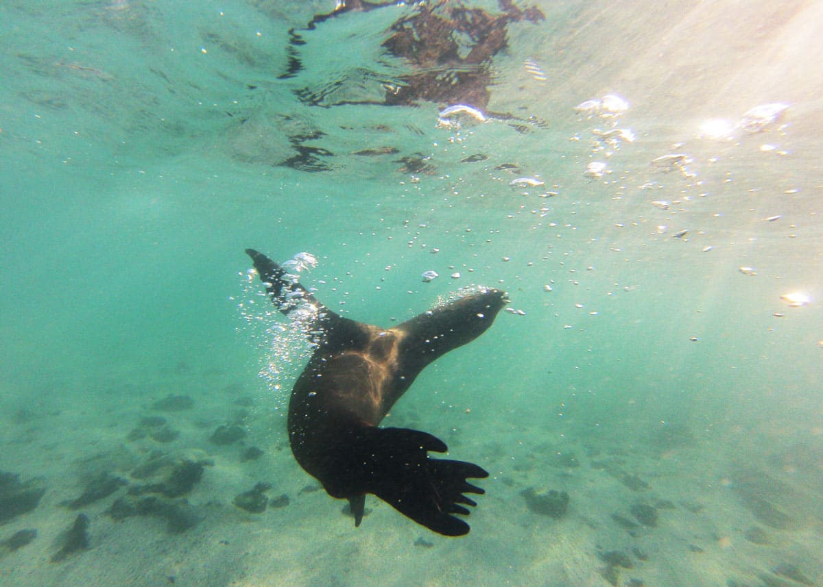 Sea lion GoPro snorkeling