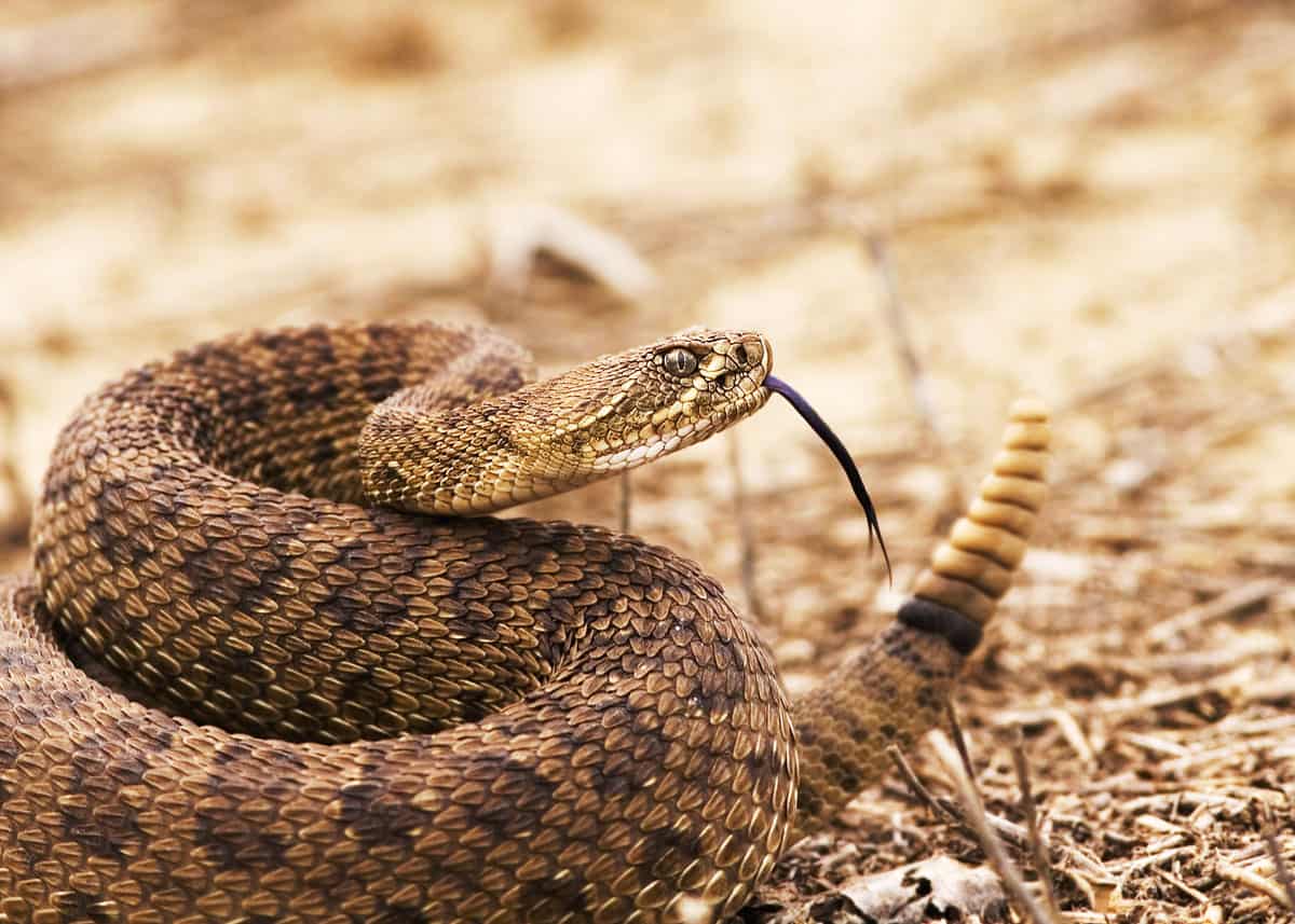 gopro rattlesnake