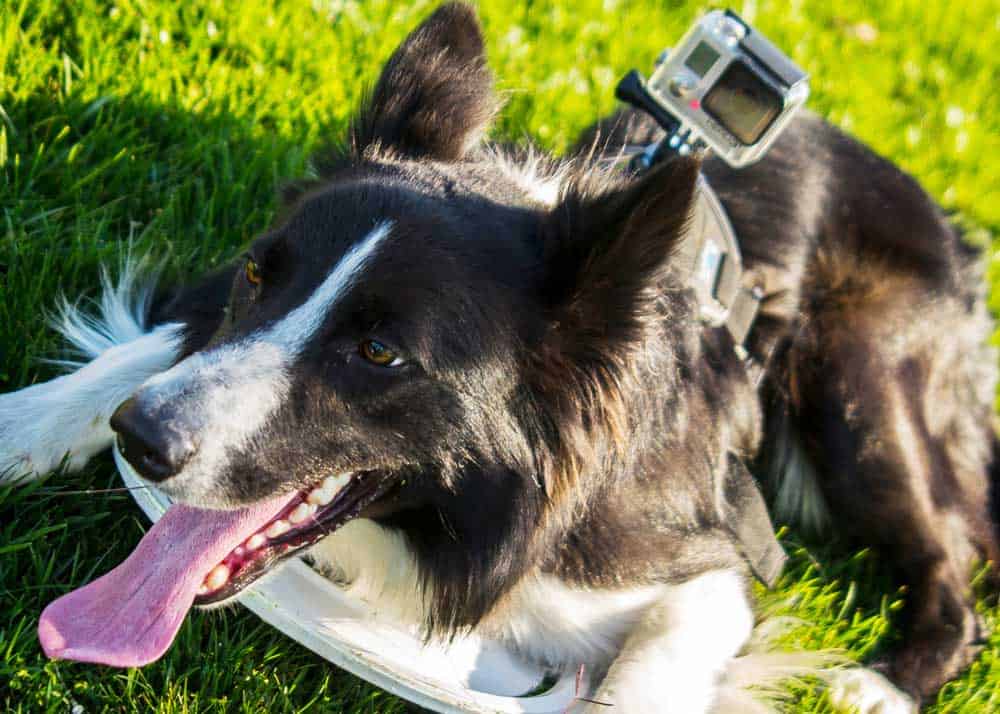 gopro dog harness