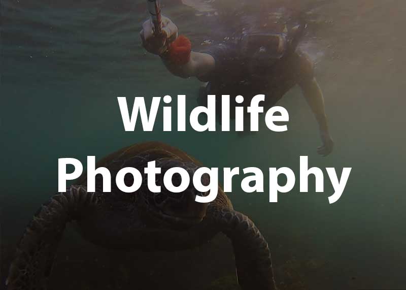 wildlife photography